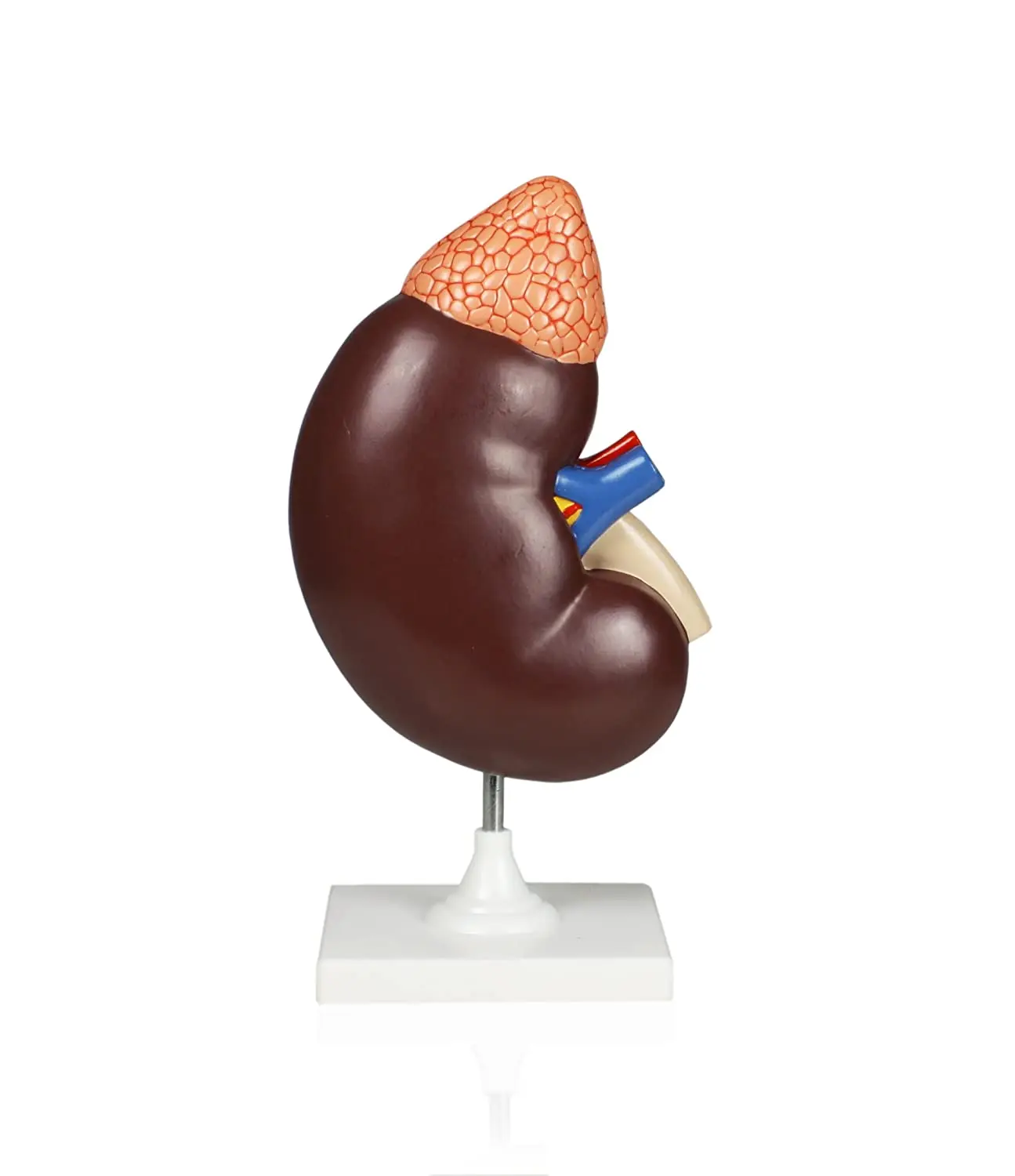 3X Life Size Kidney Model