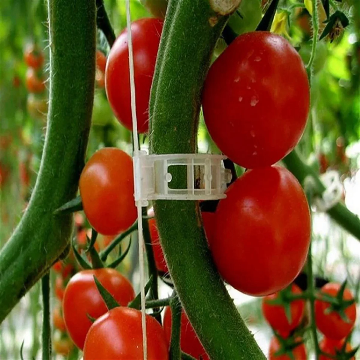 

Plastic Plant Support Clips Reusable Plant Vine Protection GAU30ting Fixing Tool for Vegetable Tomato Garden Supplies,AJAS