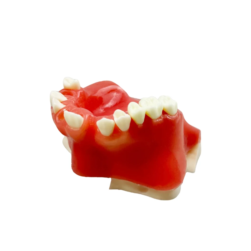 

1 шт., модель зубов верхнейщелевой пазухи, зубной имплантат, студенческая обучающая модель для практики, верхняя челюсть, имплантаты для подъема пазухи, модель реставрации