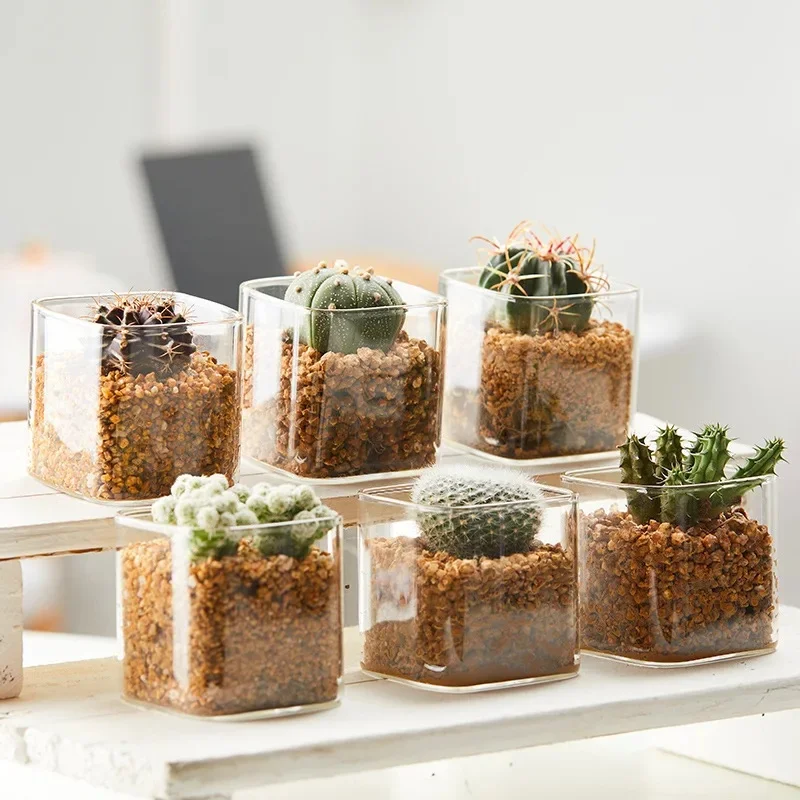 High-Borosilicate Glass: Transparent, Thick-Walled Square Cactus and Succulent Planter; Minimalist Home Hydroponic Bottle