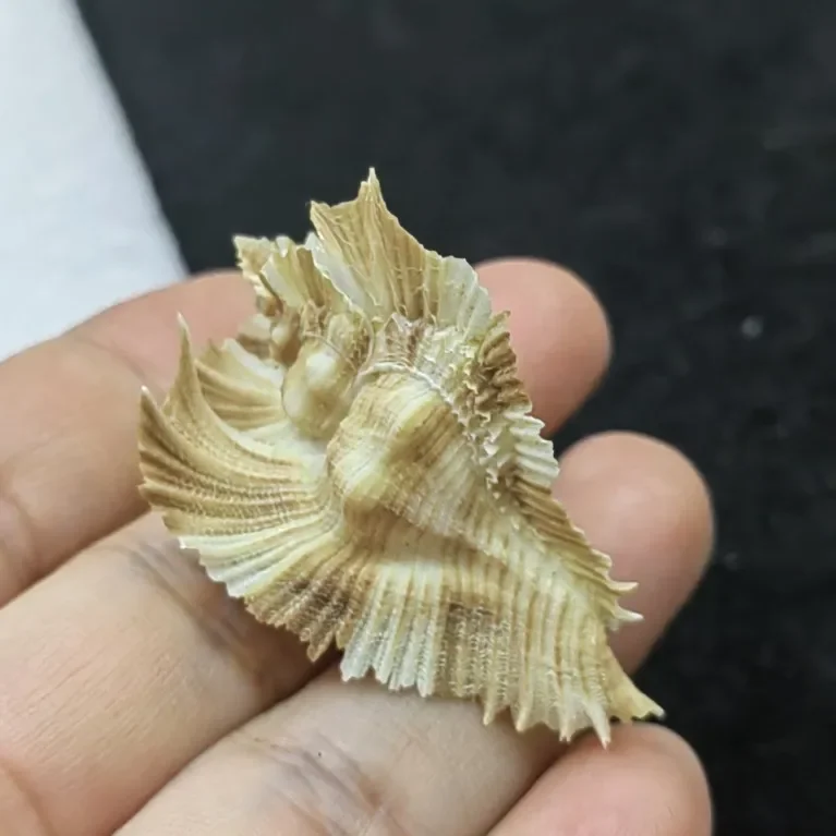 Latiaxis Mawae Natural Conch Shell Specimen Snail Collection Gift Fish Tank Aquatic Landscape Shooting Prop Nautical Home Decor