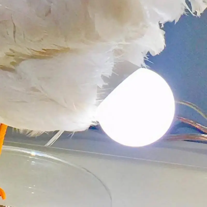 Lámpara de huevo de pollo, huevo de gallo, luz LED de noche, lámpara de mesa de resina USB, dormitorio, sala de estar, escritorio, adornos nórdicos, decoración del hogar