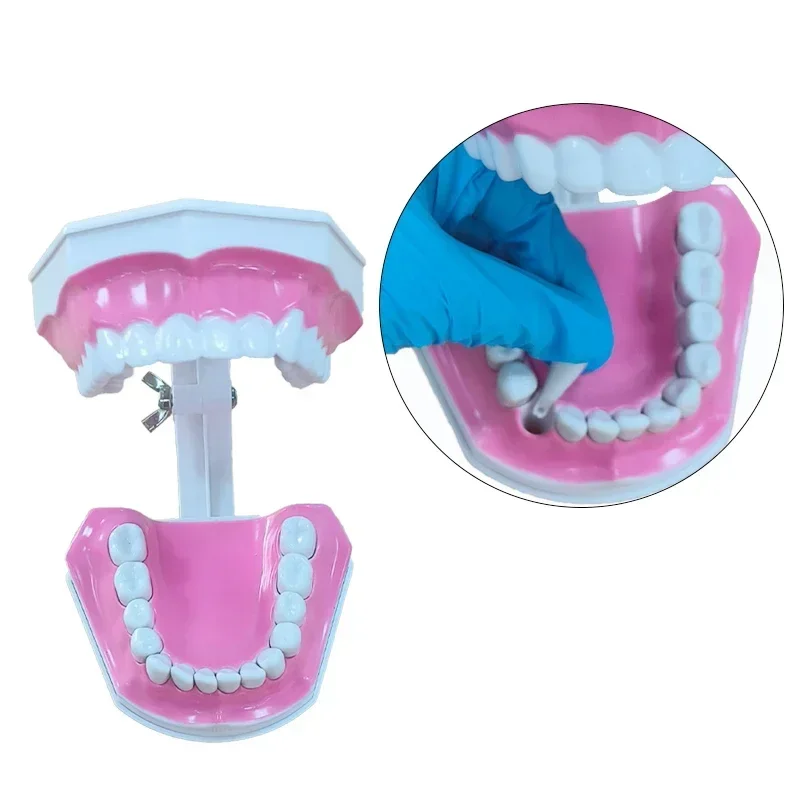 

Dental Tooth Model 1:2 Removable Typodont Teeth Brush Teaching Large 12x9.2 cm