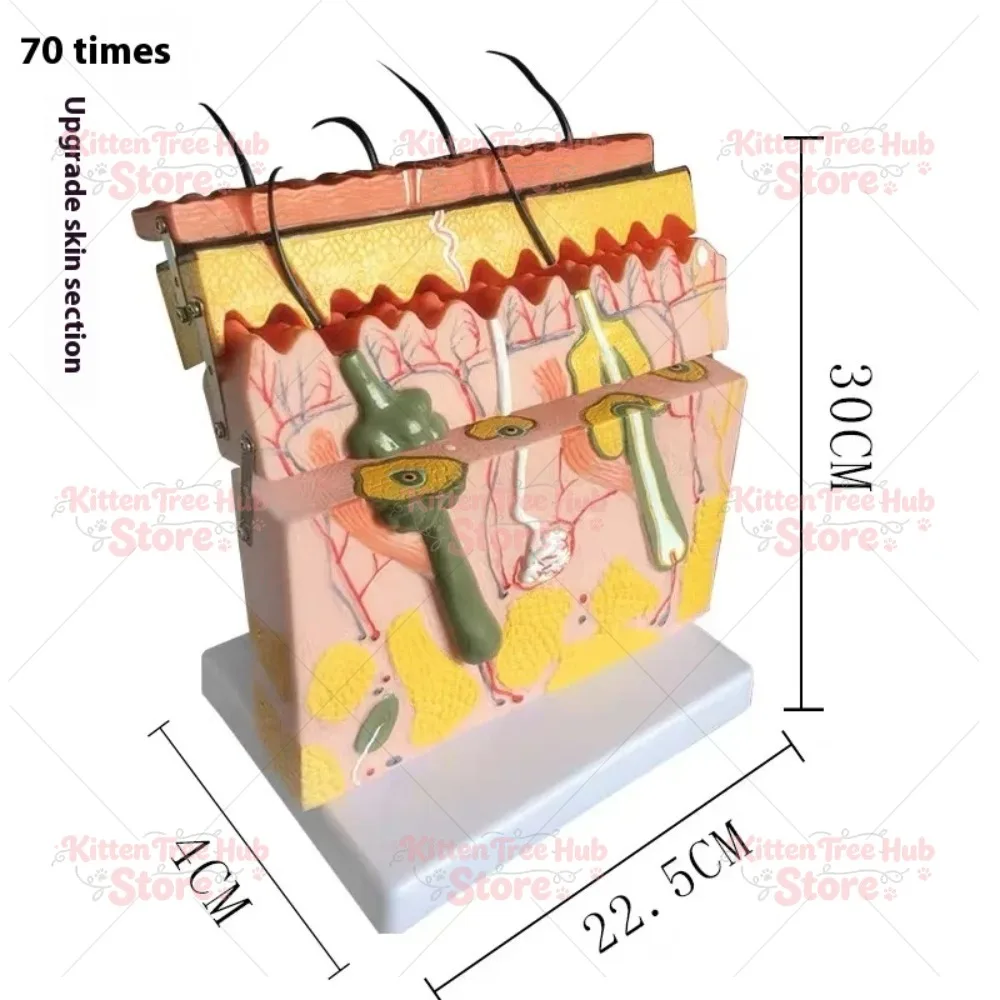 Human Skin Tissue Model 70X Magnification Anatomy Educational Display Hair Follicle Layer Structure for Biology Classroom Lab