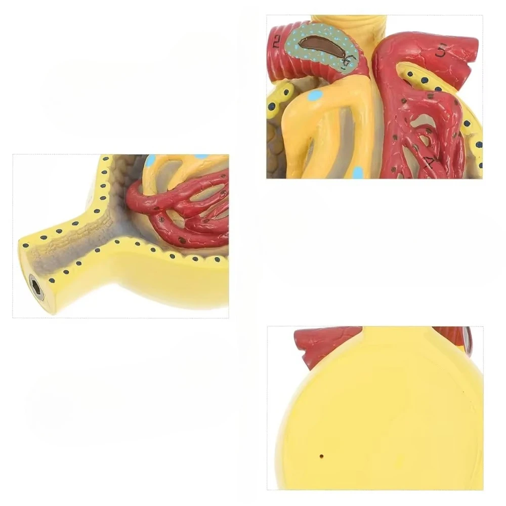 3D human glomerular model anatomical kidney model