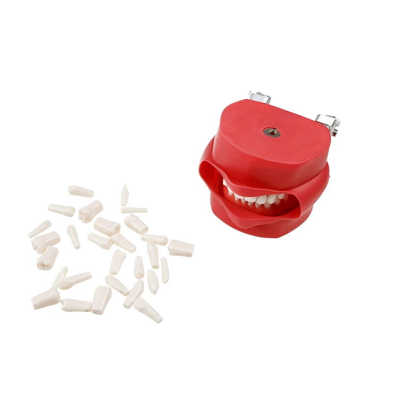 

Dental Model Dentistry Training Model Dental Education Dentistry Dentist Material Dentist Gift