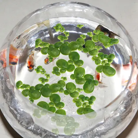 2 팩/36PCS 식물 인공 오리풀 현실적인 시뮬레이션 된 물 미니 수족관 잔디 장식 녹색 물고기 탱크