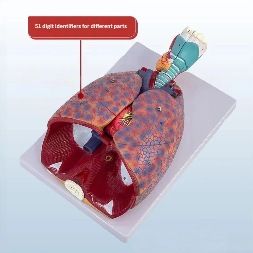 Human Larynx/Heart/Lung Anatomical Model Medical Model Pulmonary Anatomy  Respiratory System Model Teaching Supplies