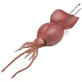 Colossal Squid