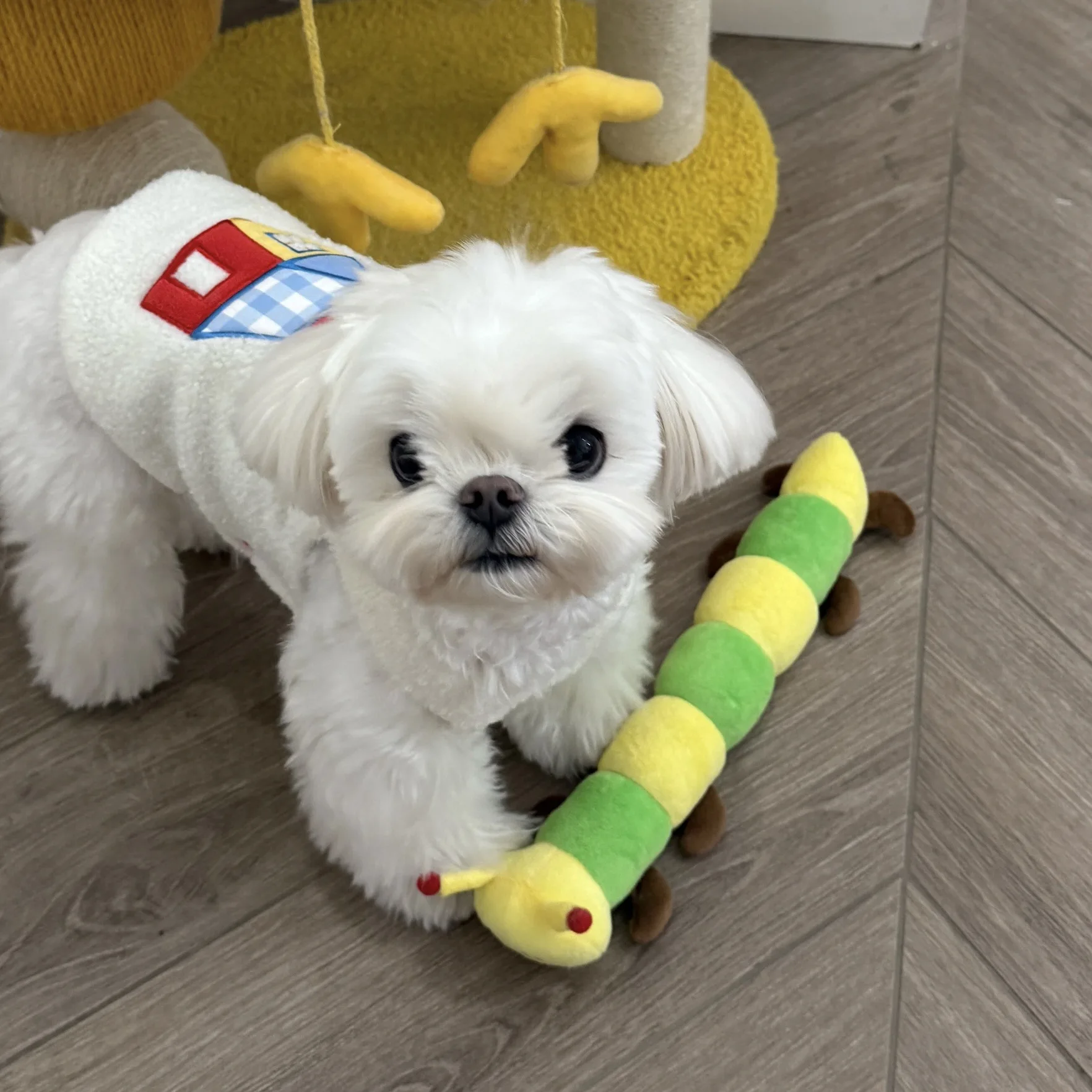 

New Cute Caterpillar Toy Pet Squeaky Paper Toy Squeaky Paper Puppy Cat Sleep Companion Dog Toys