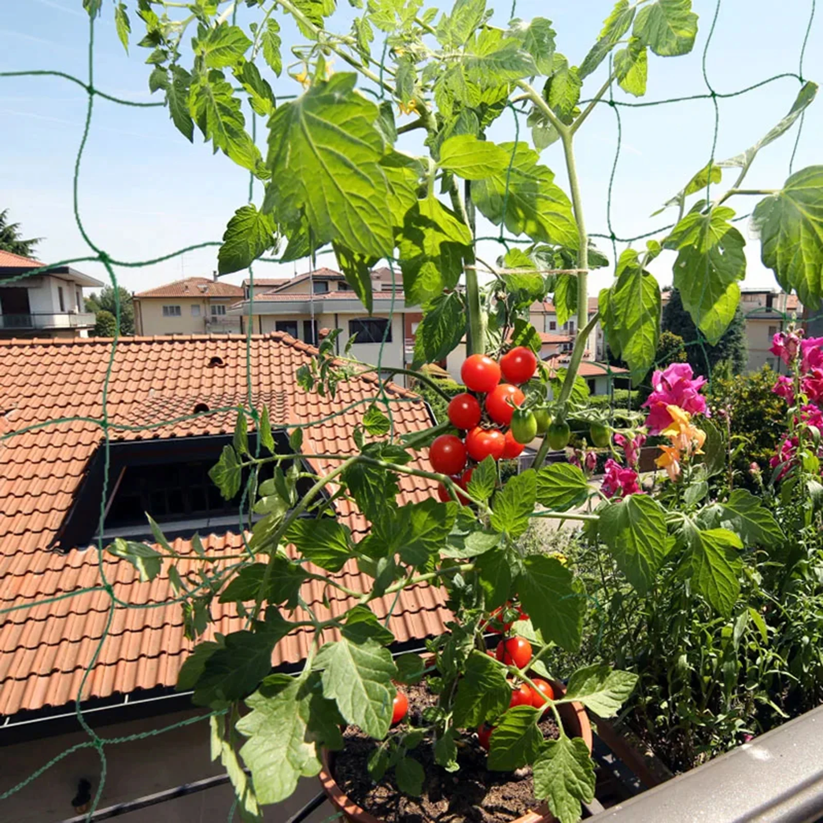 Rede Plástica Verde para Plant - Vine Climbing Plastic avaliação e preço