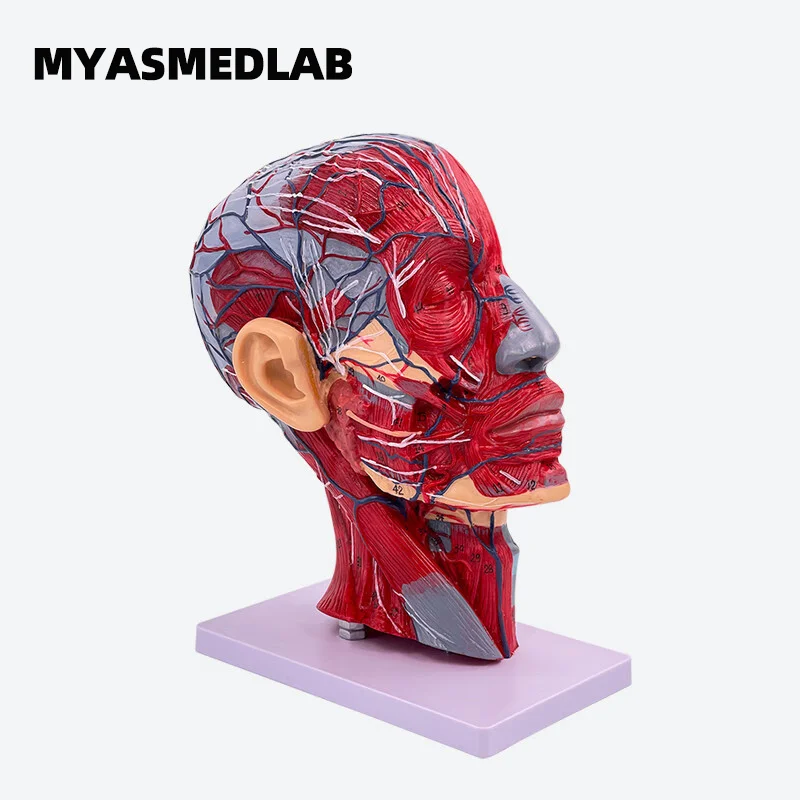 Mid-sagittal Section Model of The Head with Vascular and Nervous Attachments Cervical Anatomy Facial Muscle Structure