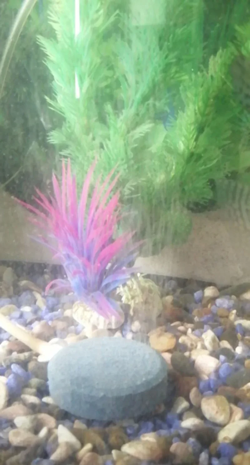 1 Stück 40/50/60/70/80/100mm Belüftungsstein für Aquarium Fischbeckenpumpe Hydroponische Sauerstoffplatte Mini-Luftpumpenzubehör – Detail 22