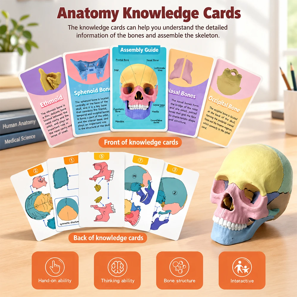 Skull Anatomical Model Detailed Skull Anatomy Model Mini Head Model Skeleton Skull For Studying Teaching Education Demonstration