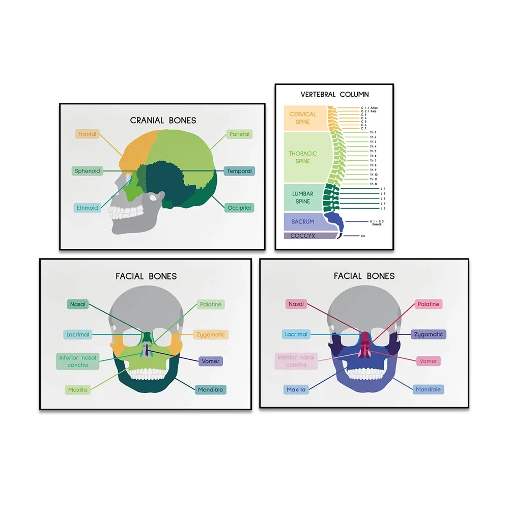 SKULL , SPINE ,FACIAL SKULL, Facial Bones,  Anatomy Art, Learning Anatomy, Medical Poster, Biology Home school,