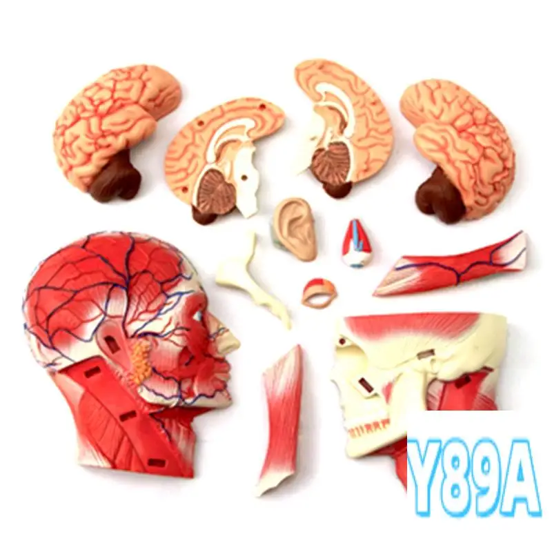 

GO--Torso Human Body Model Education Head Muscles Nerve Organs Model For Student Teaching Study Assembling Model