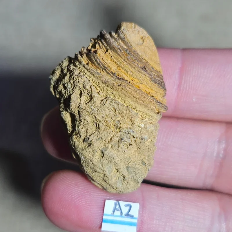 Natural Gobi Desert Prophecy Rock Irregular Mineral Specimen Healing Stone for Home Decor