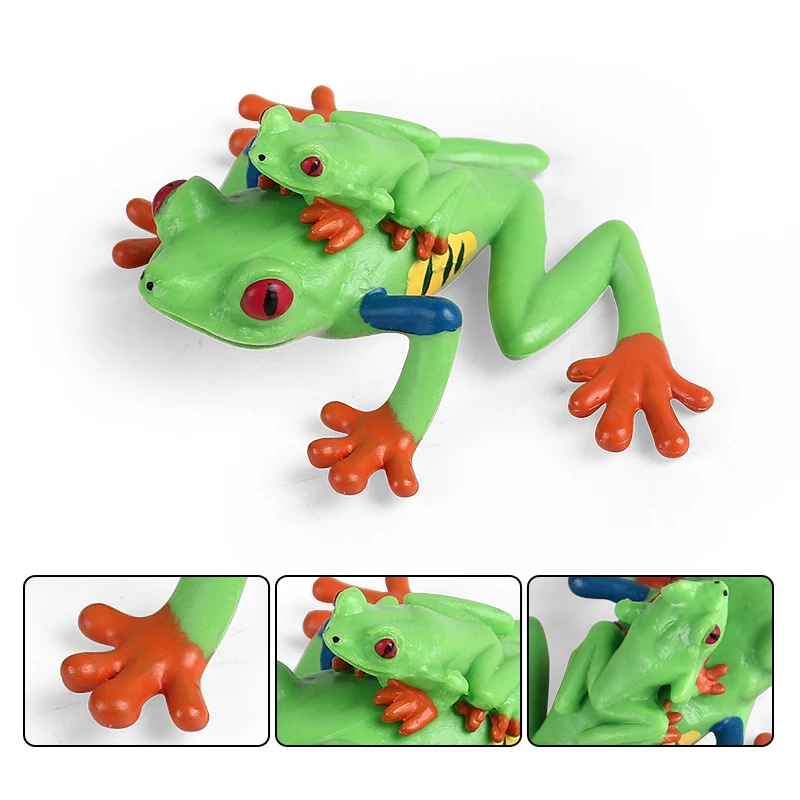 Oenux Wild Animals Bullfrog Model Simulation Tadpole Hatch Frog Growth Cycle Action Figures PVC Cute Educational Toys Kids Gift