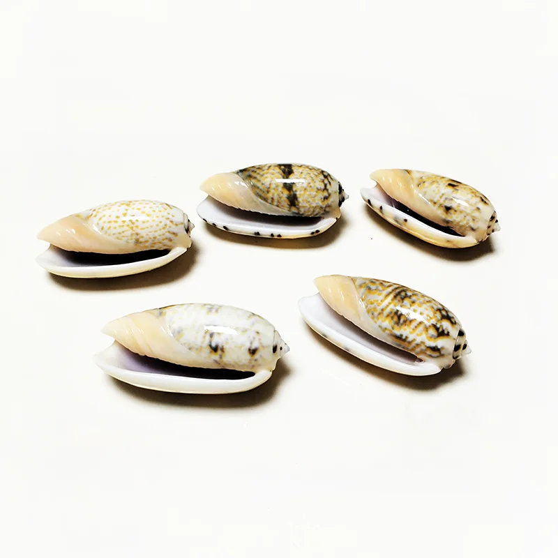 Conchas de Oliva Tricolor Natural para manualidades, relleno de jarrón, decoraciones de boda, pecera, proyectos de bricolaje, 5 unidades