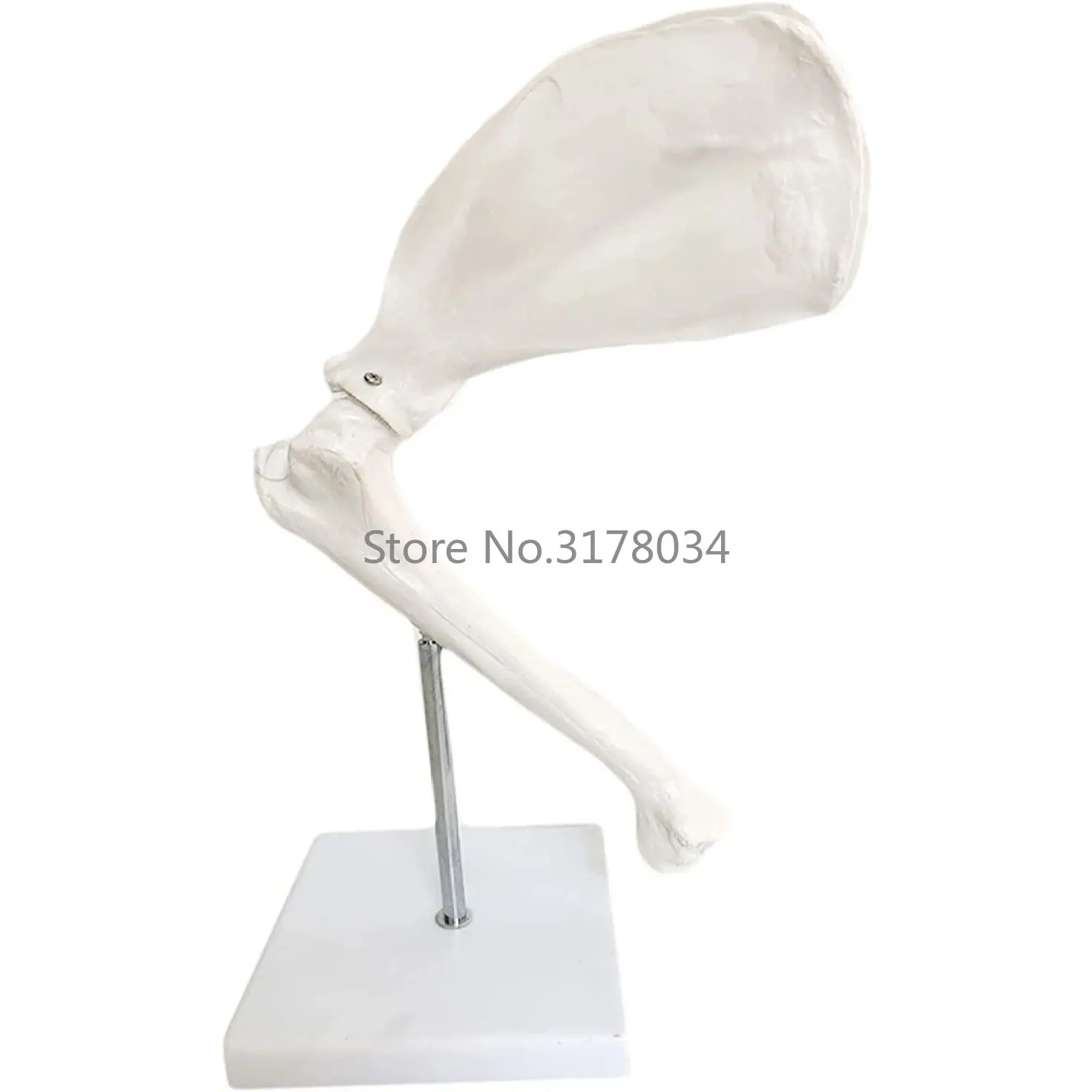 Dog Joint Model with Shoulder Blade Dog Shoulder Joint Model Animal Joint Canine Skeleton Model for Educational Traning Aid