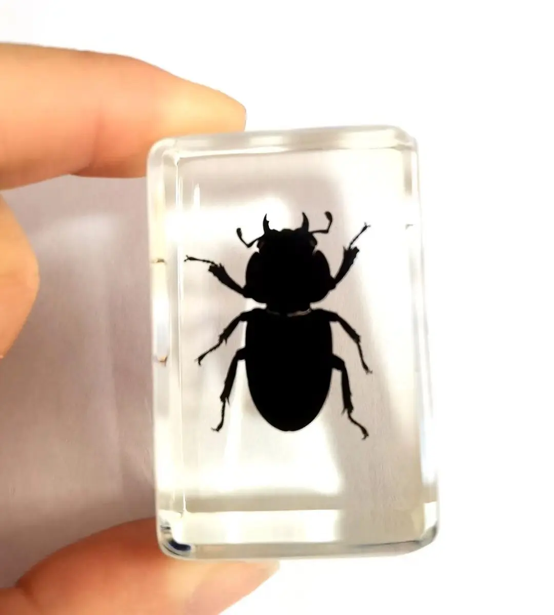 10 pcs Real Insect Specimens Resin Hexapod Desk Home Decor Appreciation Teaching Home Decoration Accessories