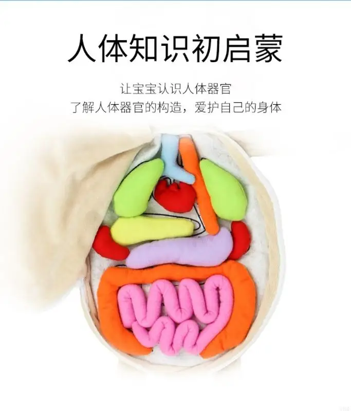 

54DF Children's cognitive body structure early education toy