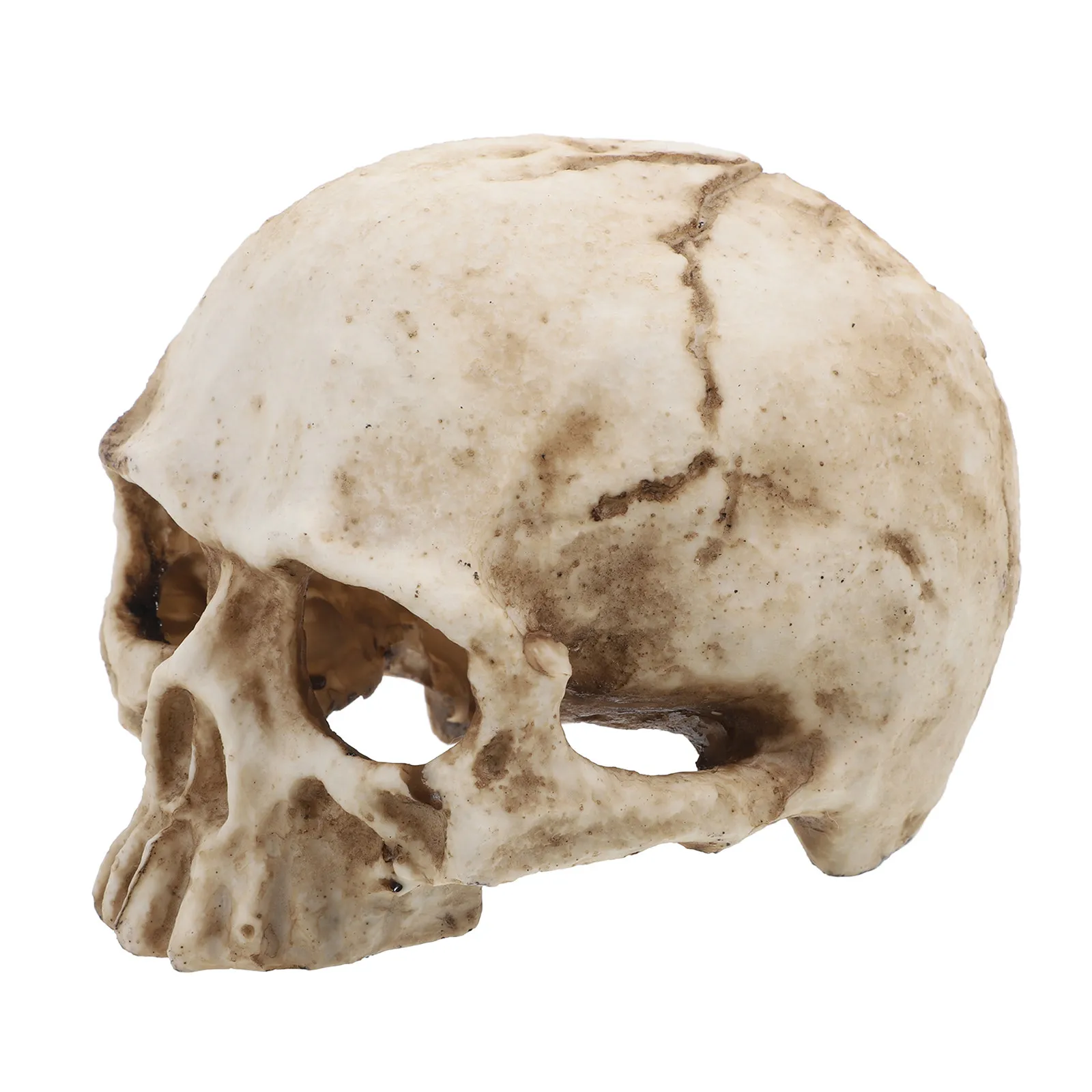 

Resin Human Skull Realistic Crawling Head High Detail Carving Halloween Decor Movie Prop Unique Resin Skull Ornament