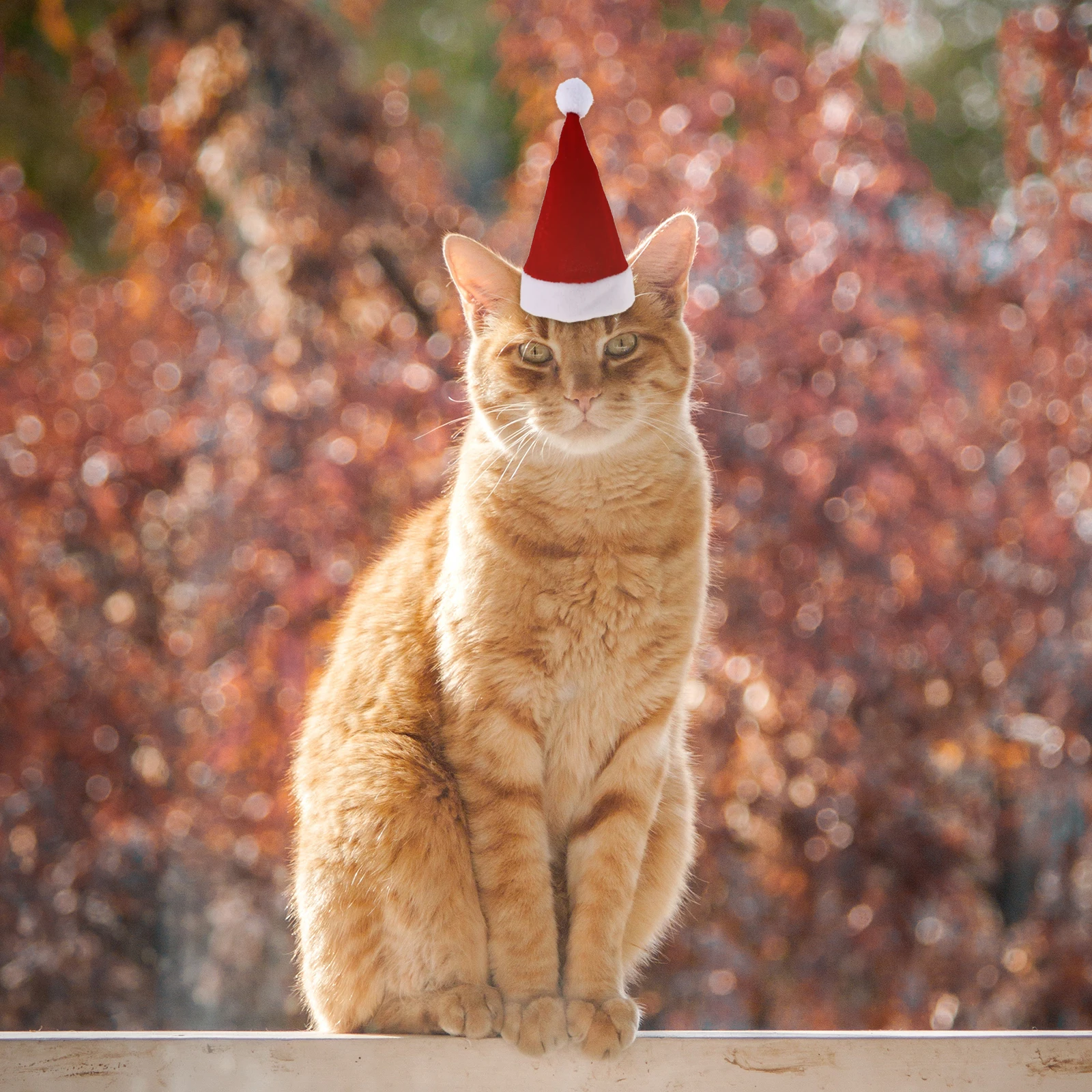 

Christmas Hat and Scarf Set Cat Xmas Decor Pet Accessory Santa Mini