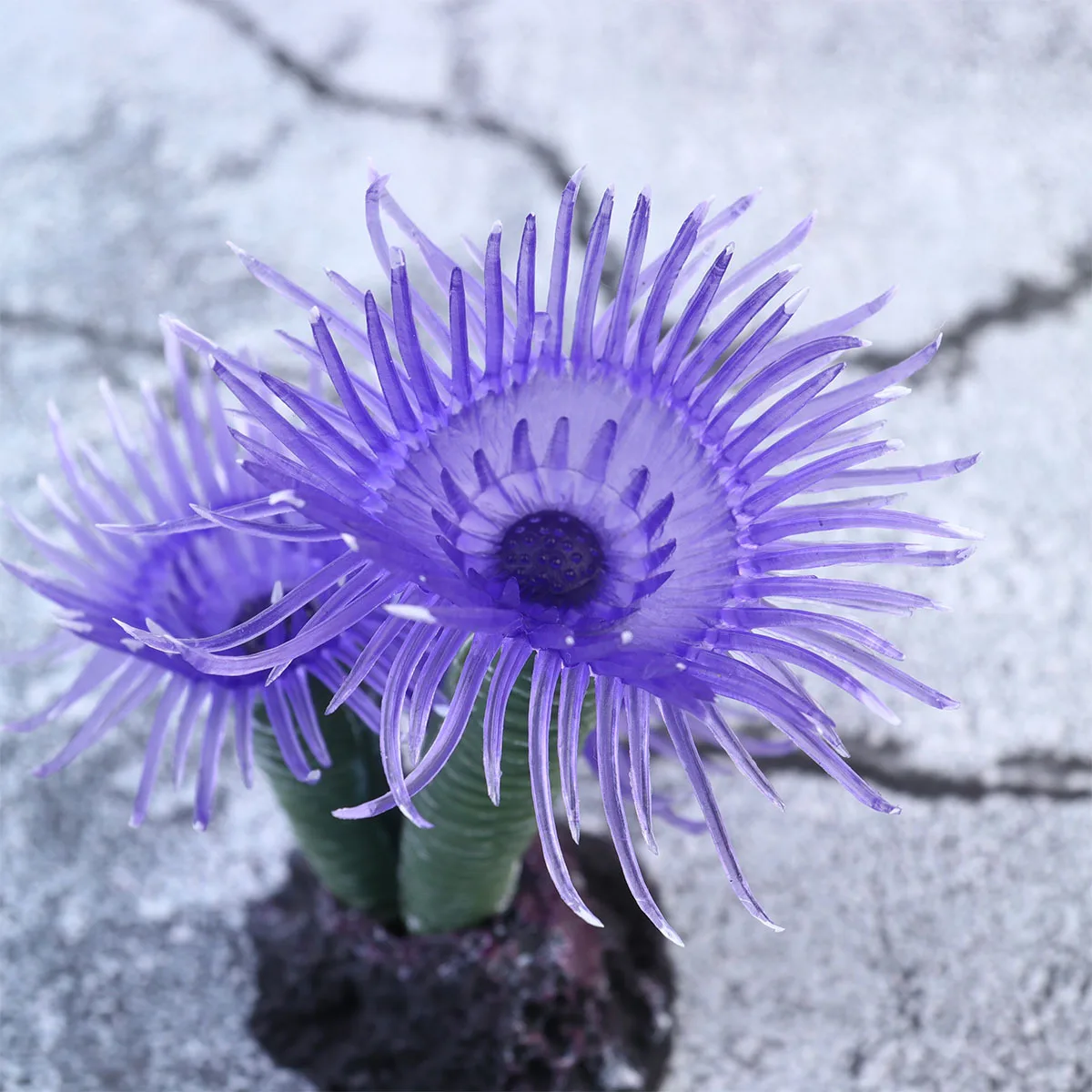 

1Pcs Purple Artificial Coral Manmade Coralline Aquarium Decoration Safe Durable Fish Tank Fake Coral Manmade Coralline