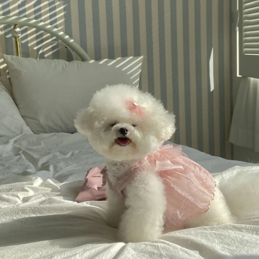 

Summer Puppy Pink Skirt Bichon Frise Sweetheart Dress Teddy Wedding Dress Skirt Big Butterfly Dog Clothes