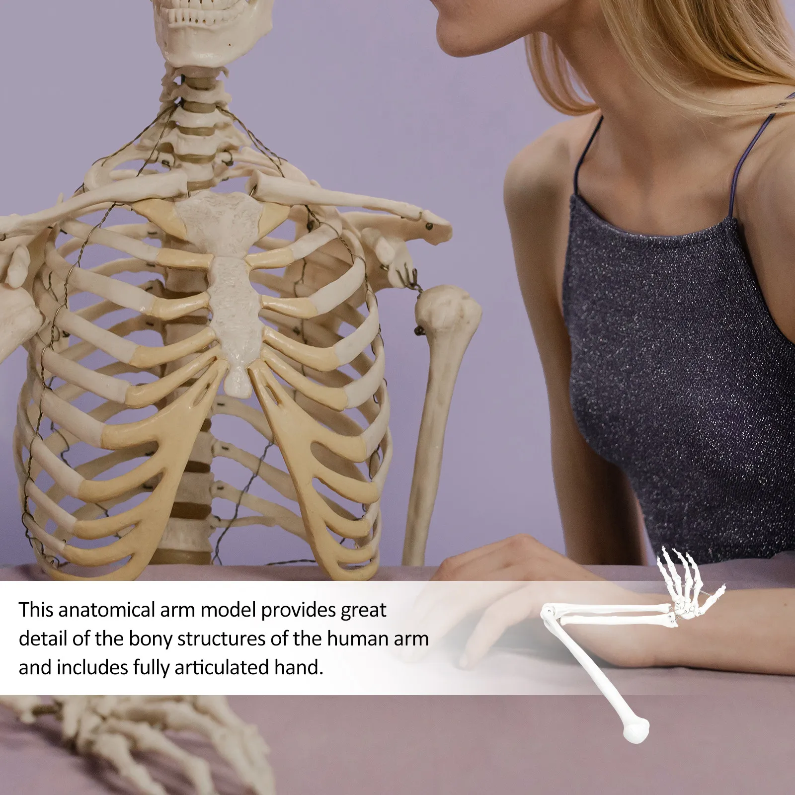 

Human Arm Scientific Anatomical Structure Artificial Ligaments Teaching Aid for Medical Classroom Laboratory Use Arm