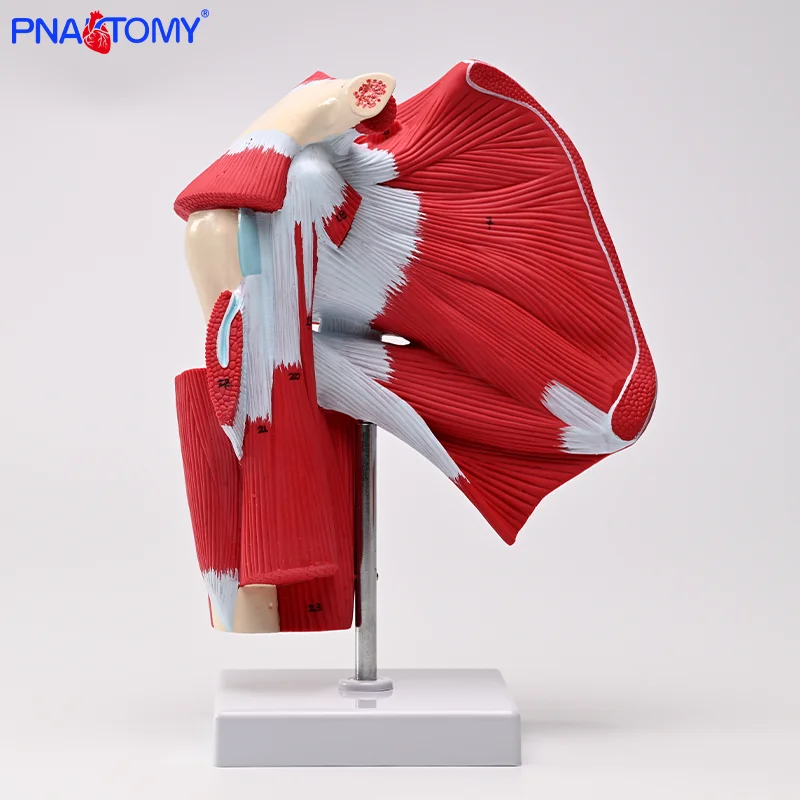 Life Size Shoulder Joint Model with Deep Muscle Human Muscle Anatomical Model Skeleton Anatomy Educational Equipment Medical