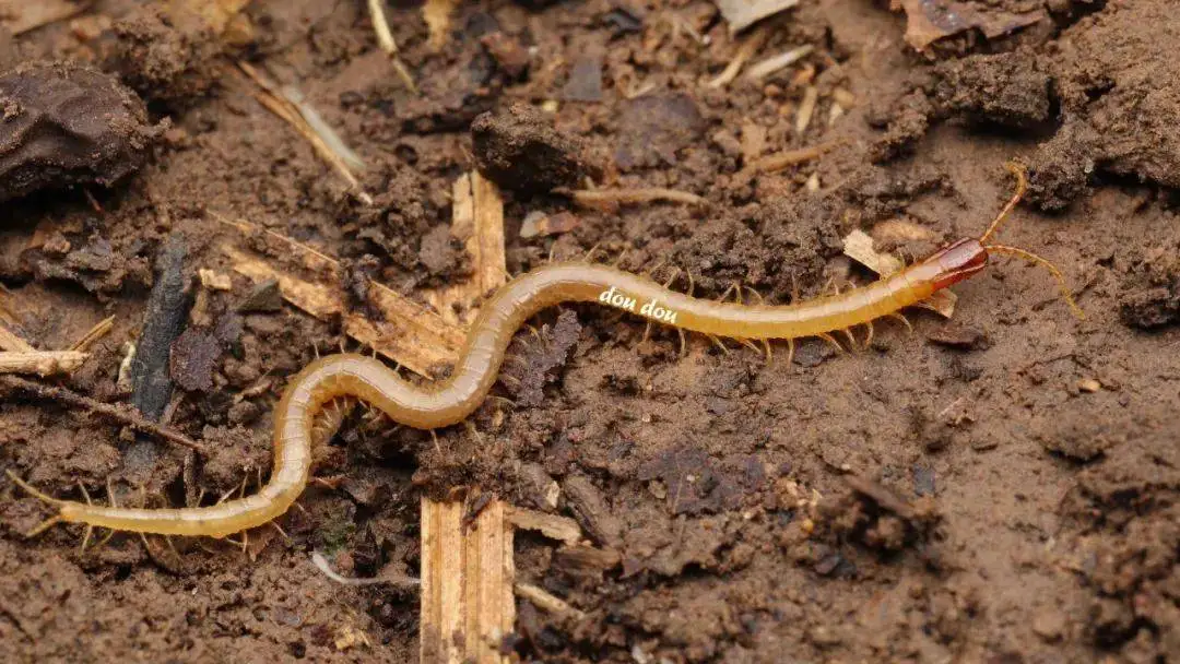 

Aluminum 2.2 INCH Deep Dish Beadlock Wheel Rim for RC Crawler Car 1/10 Axial SCX10 ii 90046 Redcat TRXS TRX4