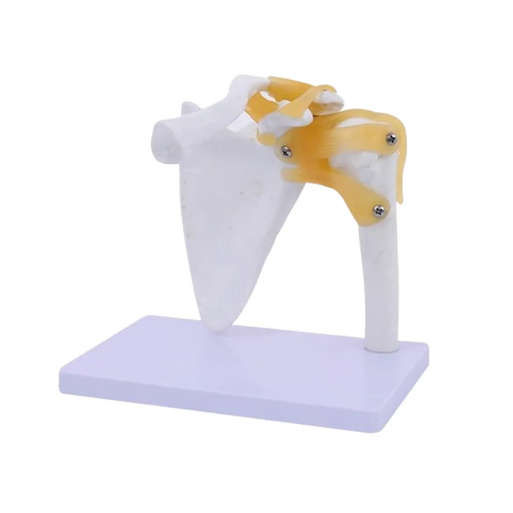 نموذج مفصل الكتف للهيكل العظمي البشري التشريحي الطبي للتدريس