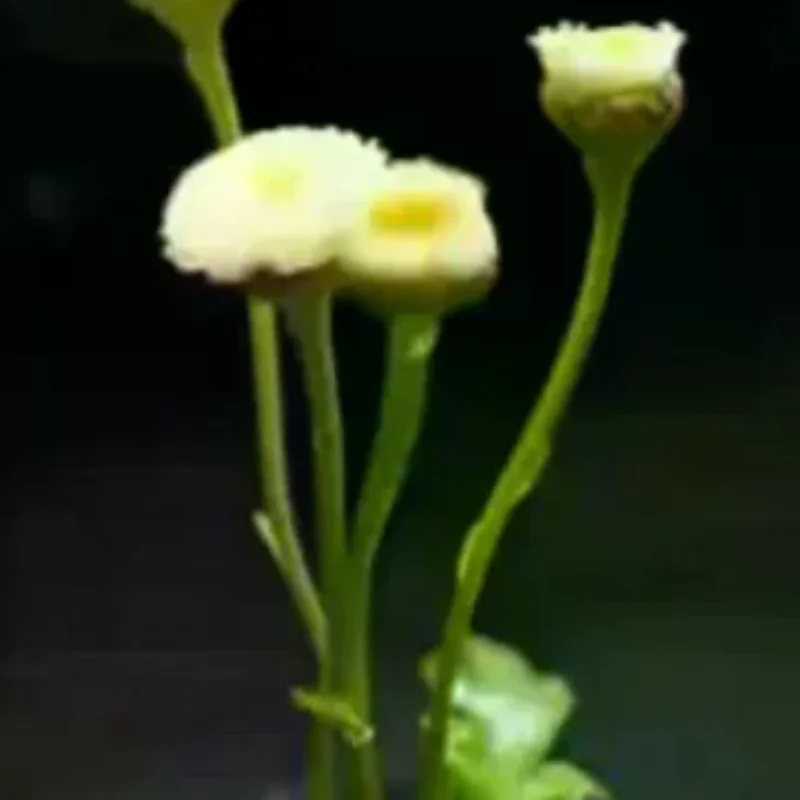 Schwimmende Blumenvase, frische Blumen, Hydrokultur-Vessel, Blumenarrangement, künstlerische Vase, Blumenhalter, Pflanzen-Display, Heimdekoration