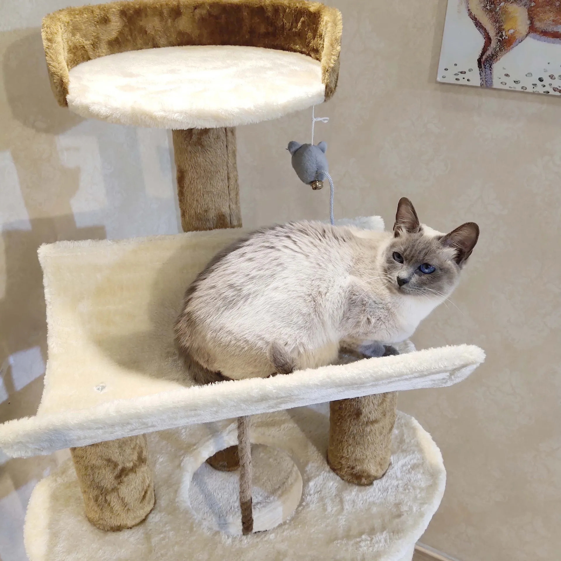 Imagem -06 - Escalada Cat Tree For Large Space Coçar Posts House Wood Arbre Chat Tower Sisal Rope Coçar 145cm 13kg