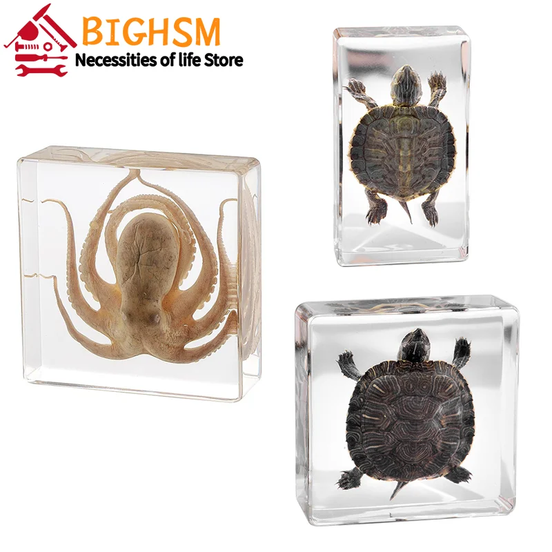 Real Octopus Tortoise Animal Specimen In Resin For Science Classroom Science Education, Great Gift For Fans Of Taxidermy