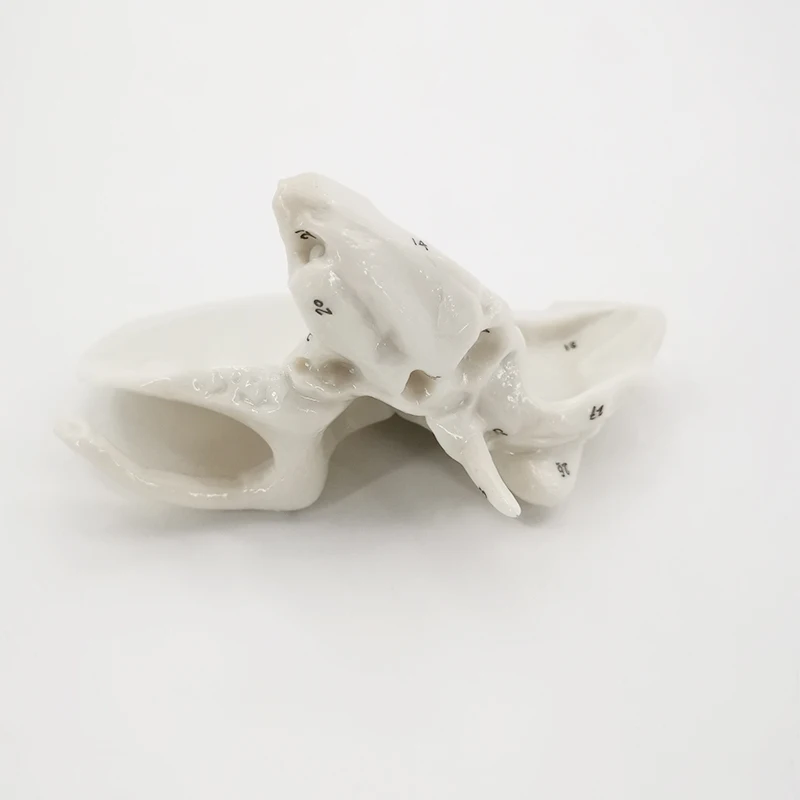 Enlarged Temporal Bone Model Skeletal Model  Bone Anatomical Model For Medical Orthopedics