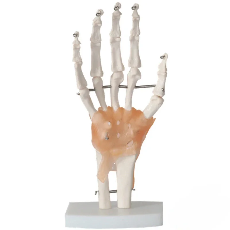 Medical teaching aids - Human hand joint ligament model - Hand bone, ulna, radius, human skeleton, hand and foot surgery