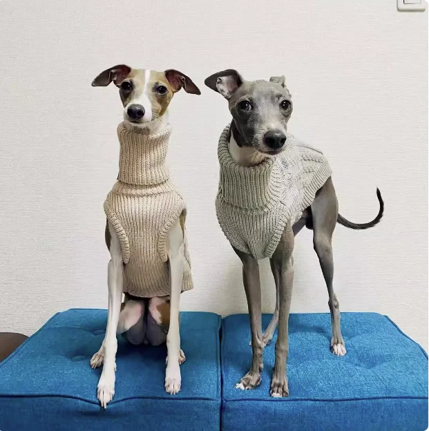 Pet Supplier Custom New Designer Luxury Knitted Sweater for Iggy Italian greyhounds and whippets Handmade knit sweater