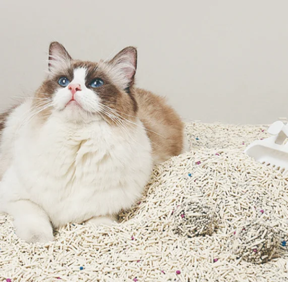 Bentonite Natural Plant Green Tea Scent Strong Clumping Charcoal Pellet Line 1 Ton Premium OEM Cat Litter Tofu Mixed with
