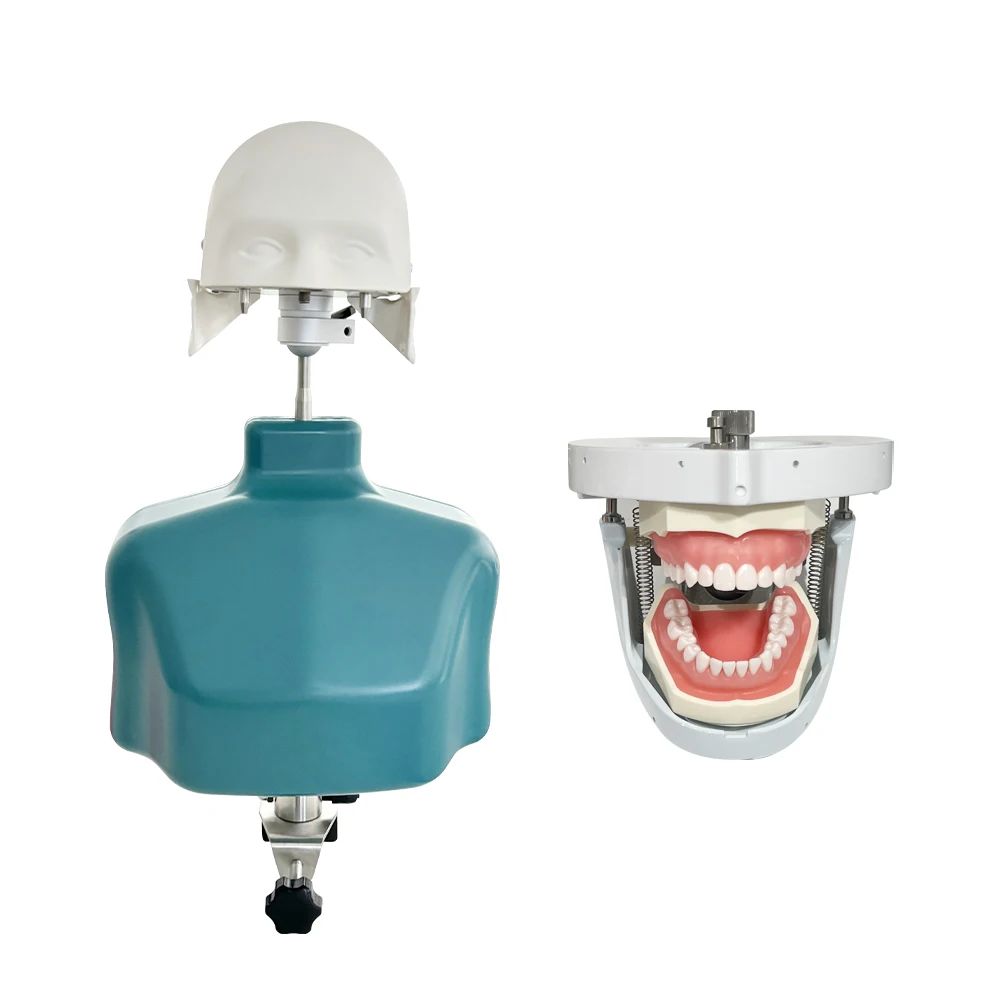 الأسنان الكتف الجسم رئيس نموذج التدريب فانتوم رئيس محاكاة طب الأسنان رئيس نموذج جهاز نموذج للتدريس العملي #6