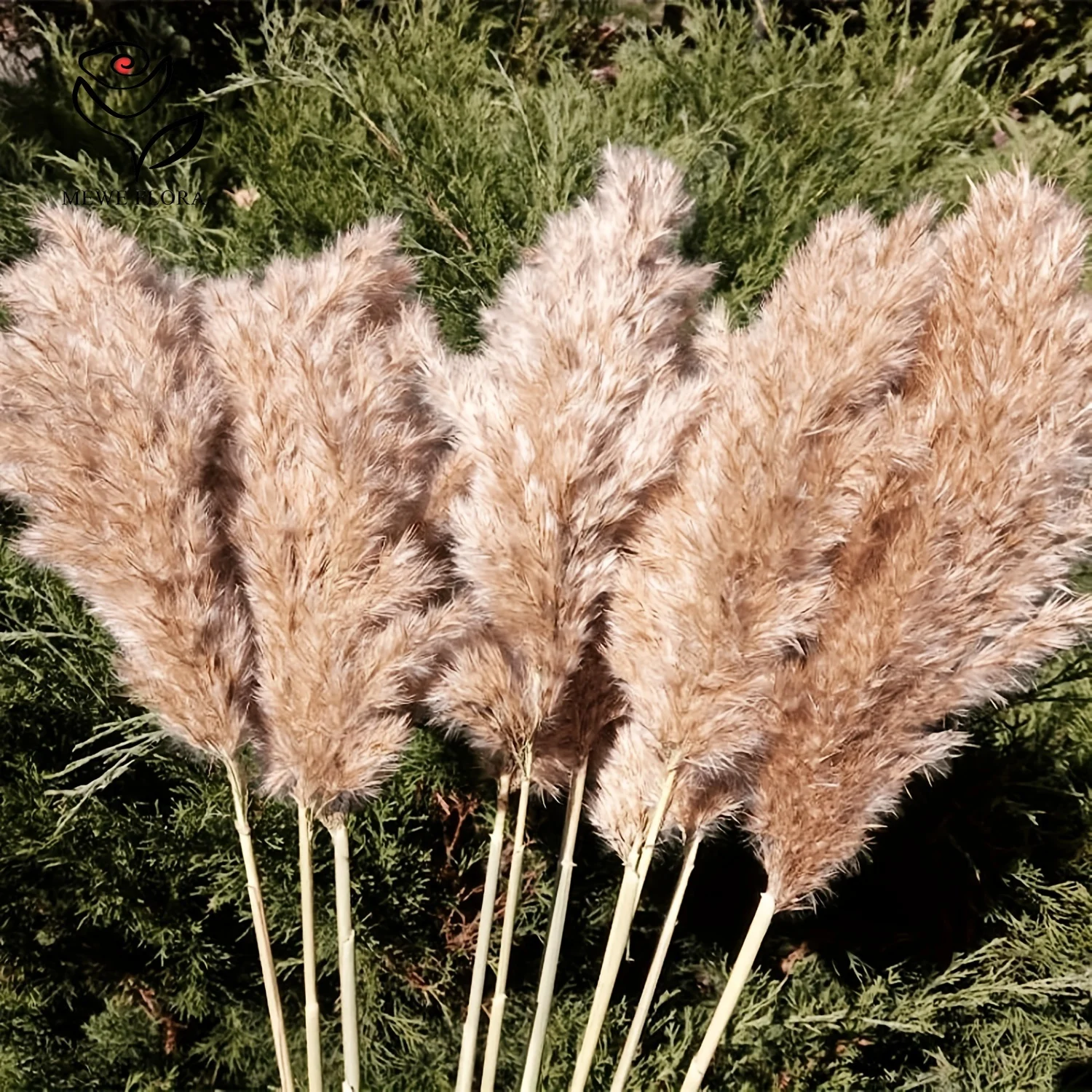 Natural Colour Preserved Flower Fluffy Pampas Crystal Grass Wheat Whisk for Wedding Boho Home Decor DIY Making Craft Accessories