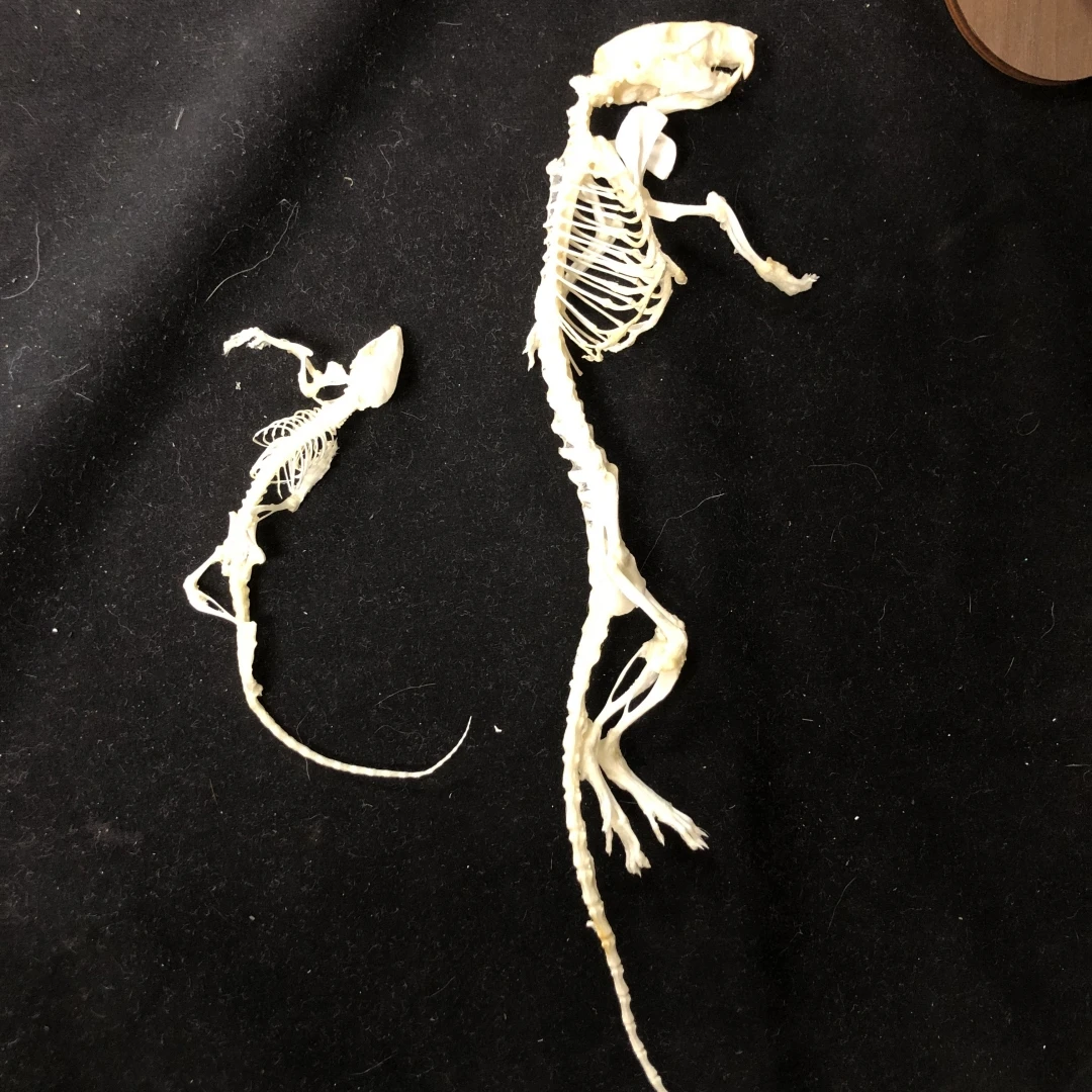 2247 Wholesale 1/5/10 Pcs Adjustable Pose Rat Skeleton Art DIY Craft Kit Halloween Gothic Home Decor Handmade Resin Sculpture
