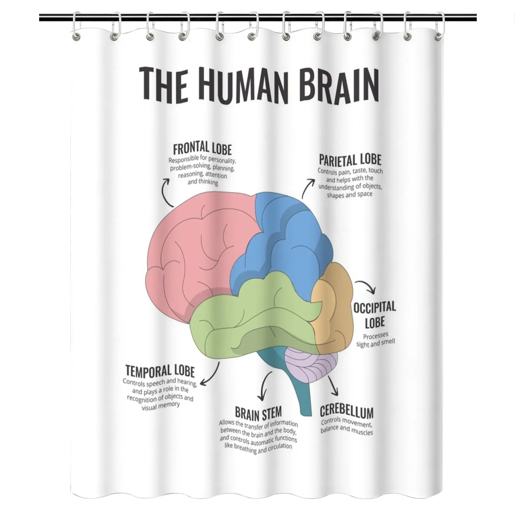 Shower Curtain Human Brain Anatomy Educational Printed Waterproof Bathroom Decor for Therapy Office
