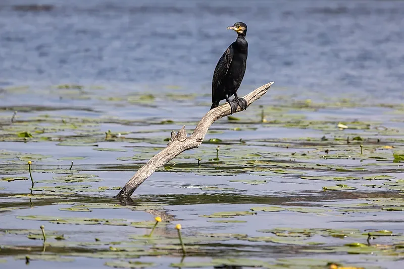 

Различные приемники BETAFPV SuperP/SuperD ELRS — 14 каналов, 2,4G/915 МГц, для радиоуправляемых мультироторов и фиксированного крыла