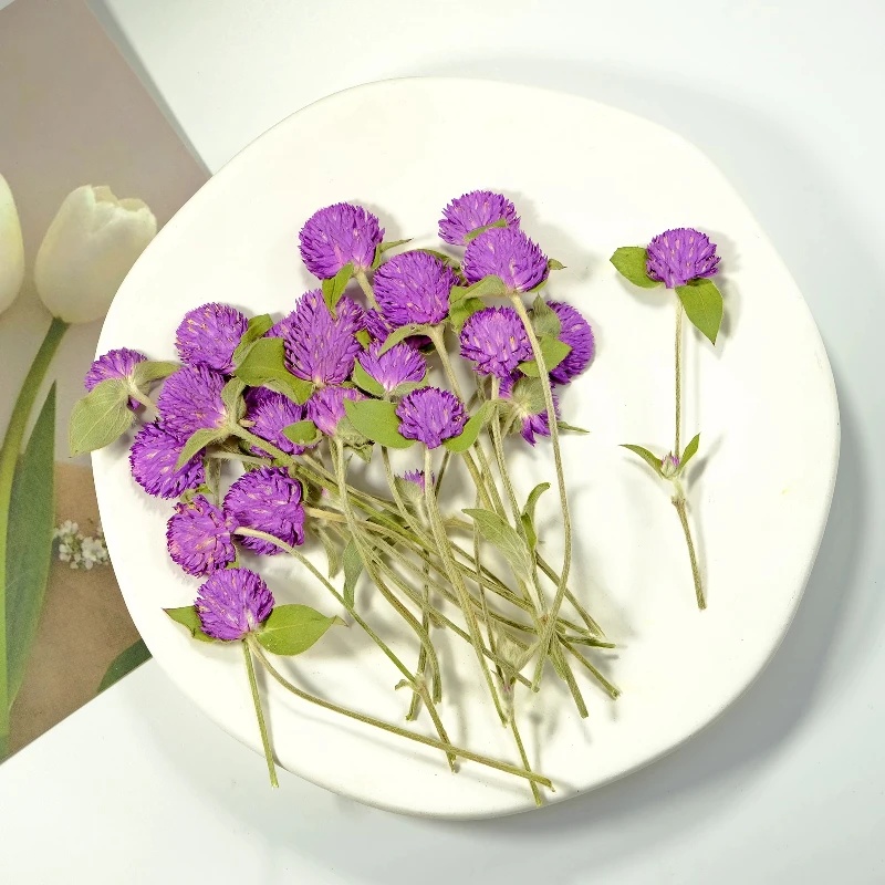 12 Stück, Natur Gomphrena Globosa L Trockenblume Geprägt Zweig Rosa Blume Lila Pflanze Handgemachte Pflanze Fotorahmen DIY Urlaubskarte – Detail 4