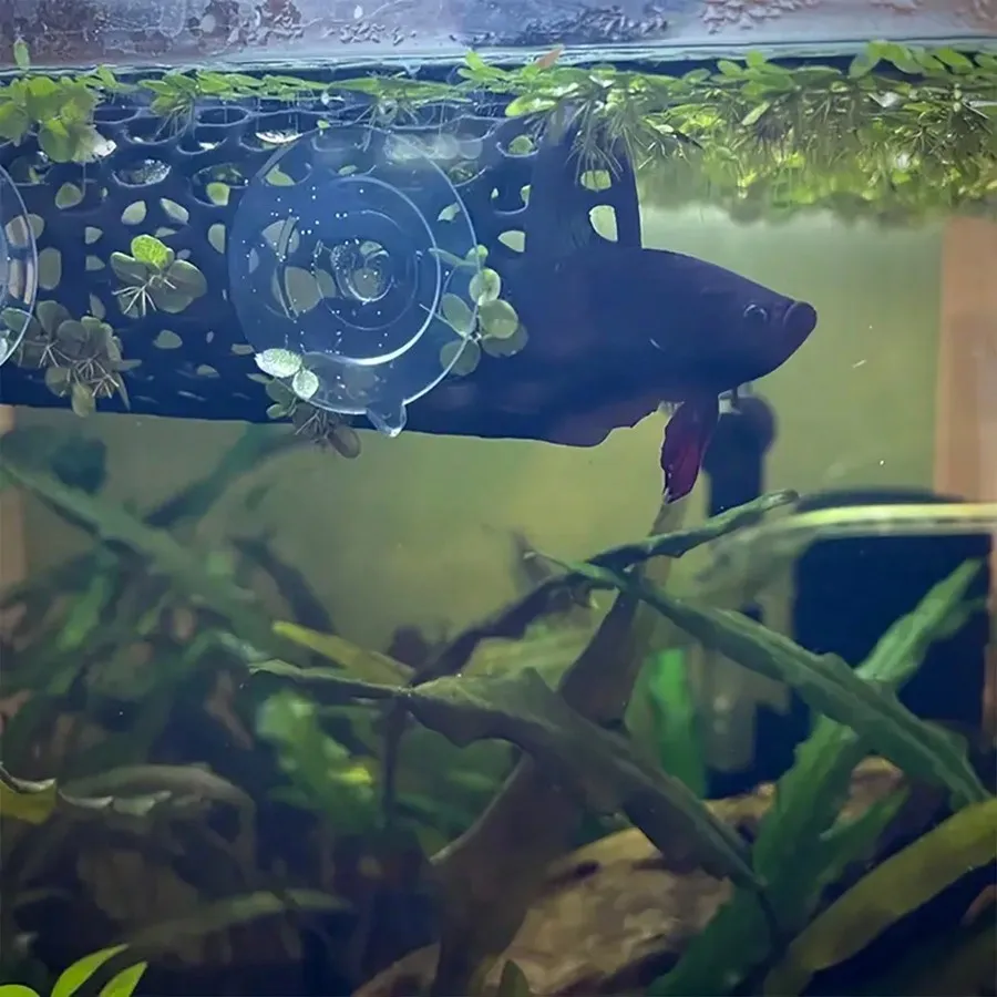 Aquarium Fish Hideout Black Hollow Tube with Suction Cup for Betta and Small Fish Tank Decoration Safe Shelter - view 6