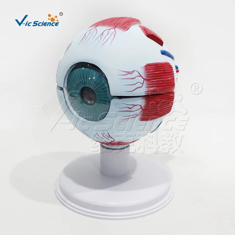 Anatomic model of eyeball with 6-fold magnification