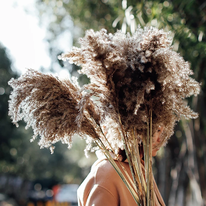 50-60cm Tall Pampas Grass Boho Decor Natural Dried Floral Arrangement Phragmites Dried Flowers Bouquet for Wedding Decorations